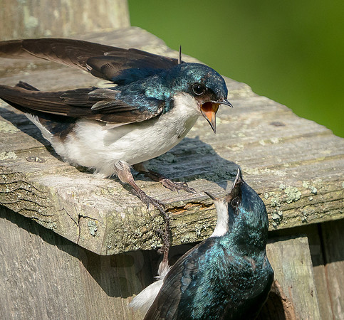 Tree Swallows