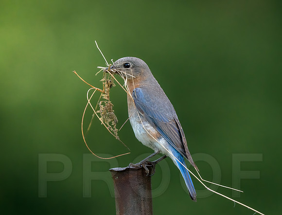 Bluebird