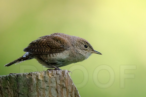 House Wren