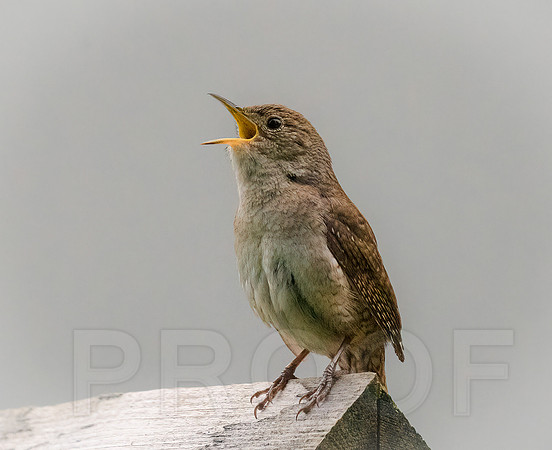 House Wren