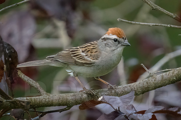Chipping Sparrow