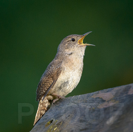 House Wren