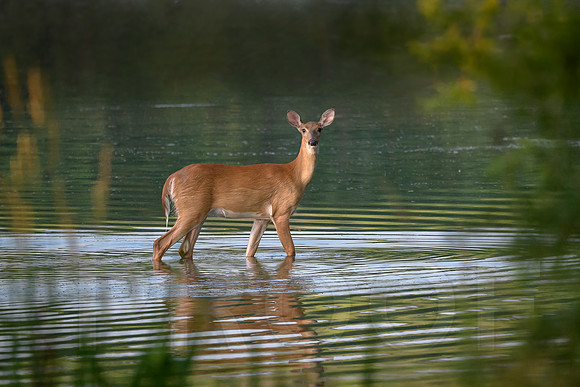 White-tailed Deer