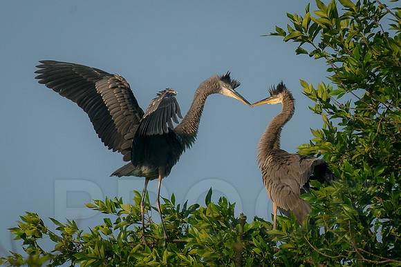 Great Blue Herons
