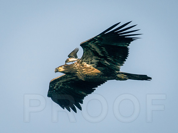 Juvenile Bald Eagle with a Passenger!
