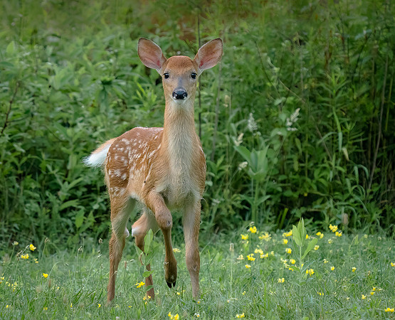 Fawn