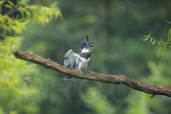 Belted Kingfisher