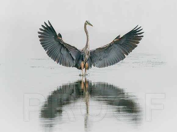 Great Blue Heron