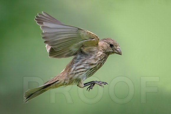 House Finch