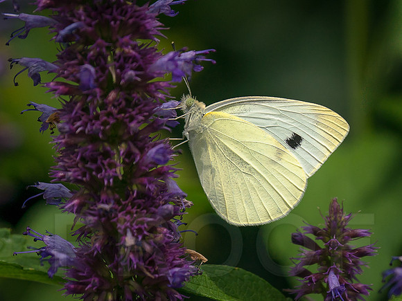 Cabbage White Butterfly