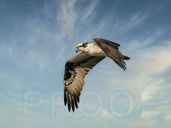 Osprey