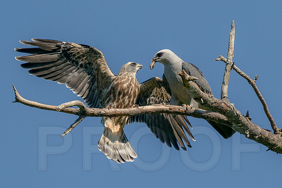 Mississippi Kite feeding the Juvenile