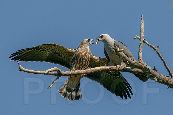 Mississippi Kite feeding the Juvenile