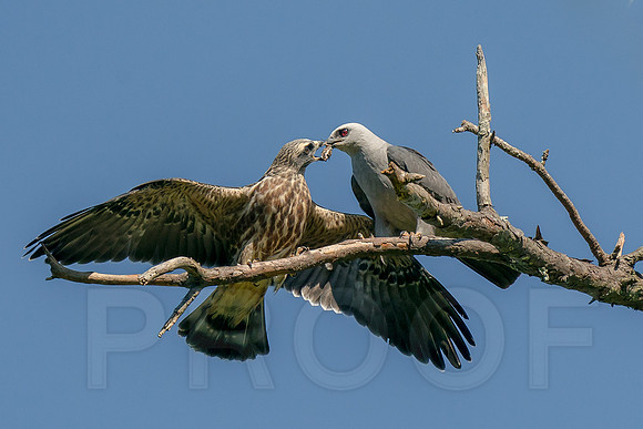 Mississippi Kite feeding the Juvenile