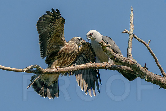 Mississippi Kite feeding the Juvenile