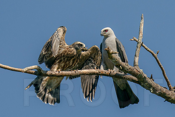 Mississippi Kite feeding the Juvenile