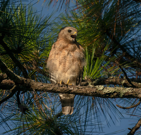 Red-shouldered Hawk
