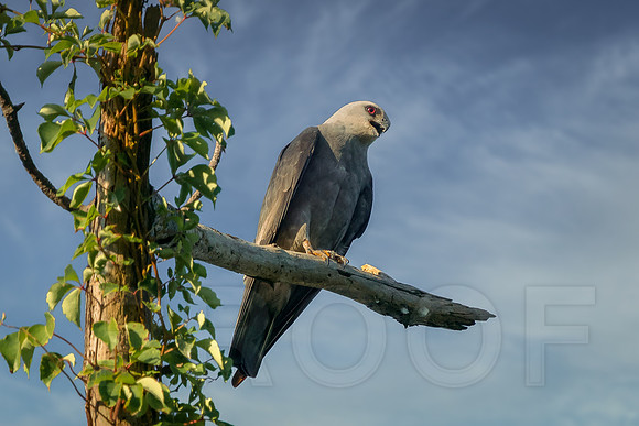 Adult Mississippi Kite