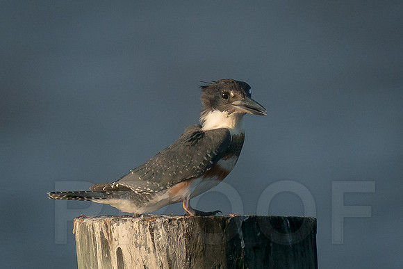 Belted Kingfisher