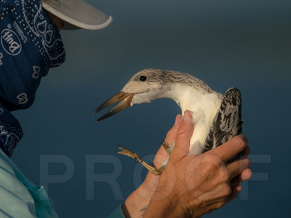 Juvenile Black Skimmer being banded