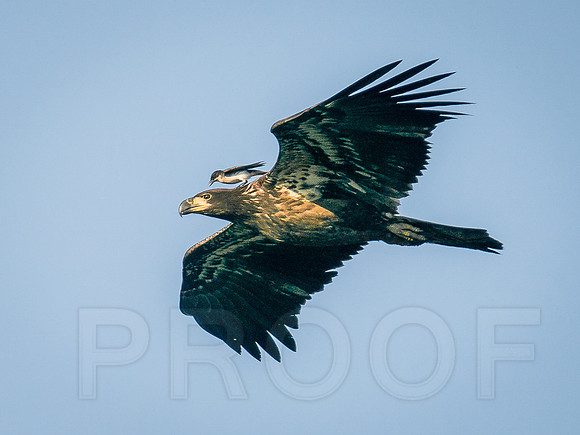 Juvenile Bald Eagle with a Passenger!