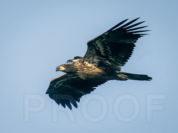 Juvenile Bald Eagle with a Passenger!