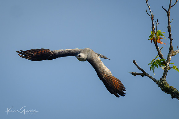 Mississippi Kite