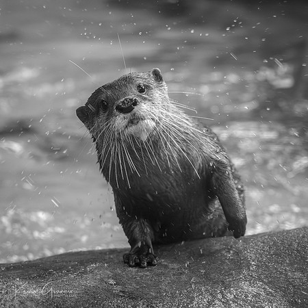Asian Small-clawed Otter