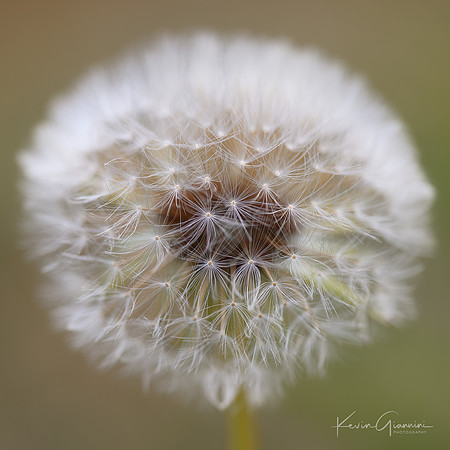 Dandelion