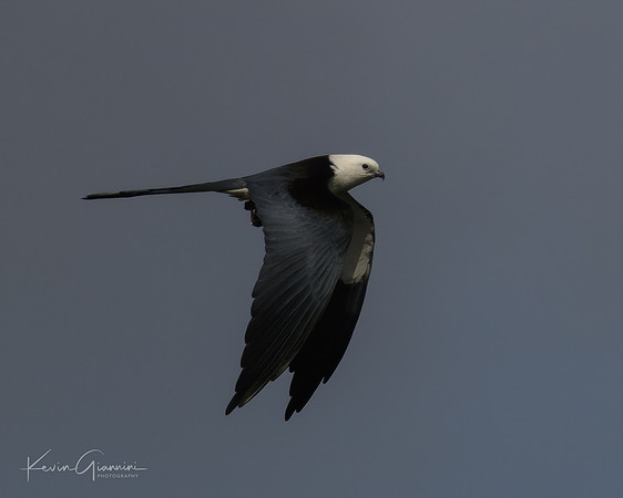 Swallow-tailed Kite