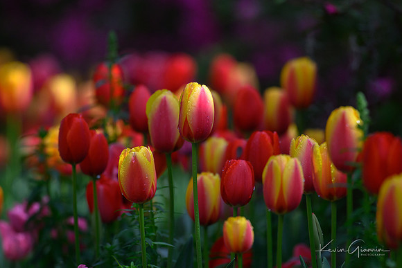 Tulips