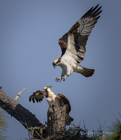 Osprey
