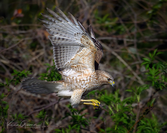 Red-shouldered Hawk