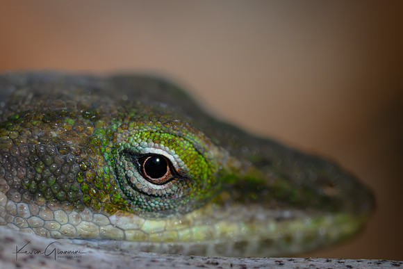 Anole