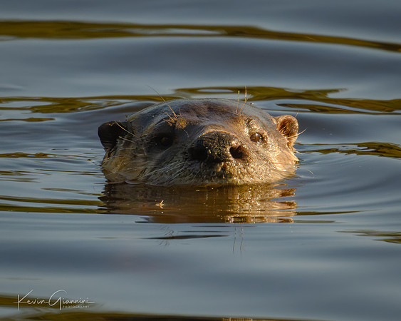 River Otter