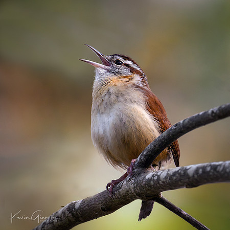 Carolina Wren