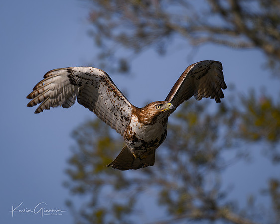 Red-tailed Hawk