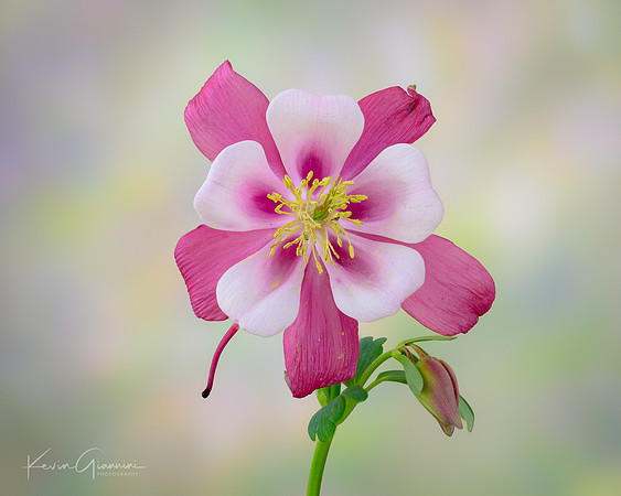 Columbine