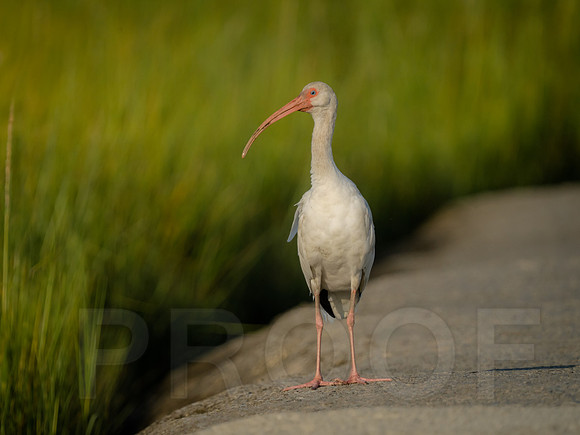 White Ibis