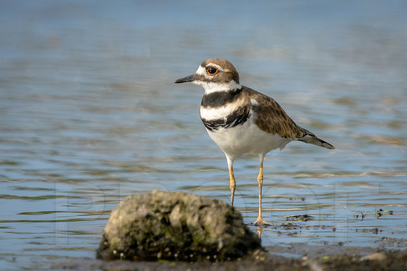Killdeer