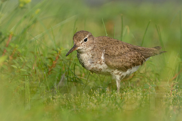 Spotted Sandpiper