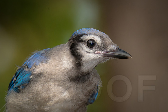 Blue Jay