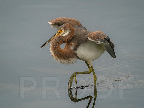 Tricolor Heron