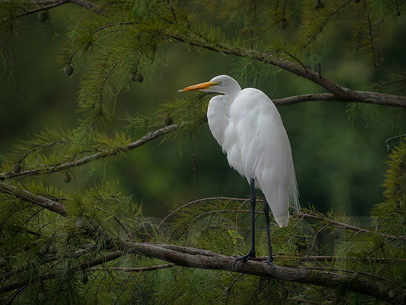Great Egret