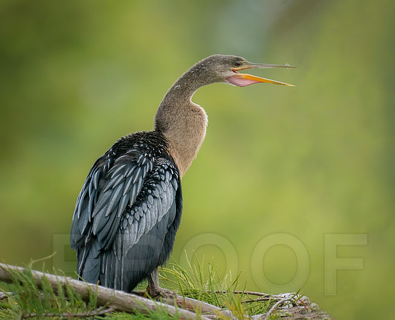 Anhinga