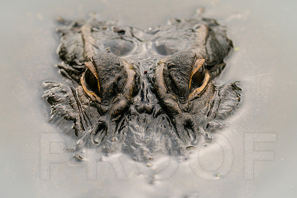 American Alligator
