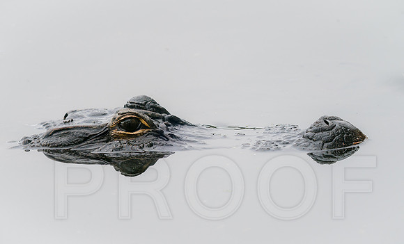 American Alligator