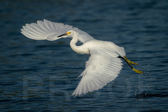 Snowy Egret