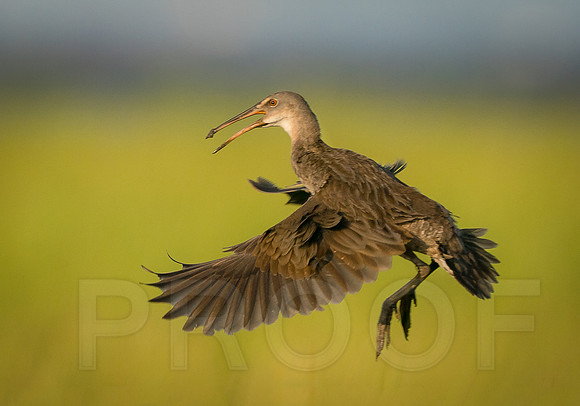 Clapper Rail in-flight