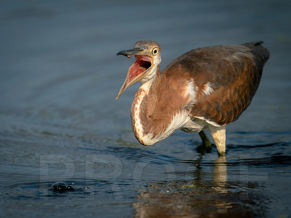 Tricolor Heron